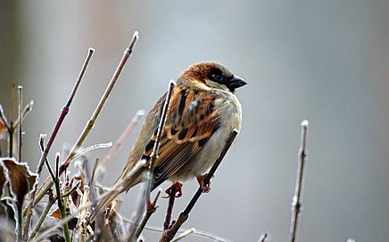 Vogels